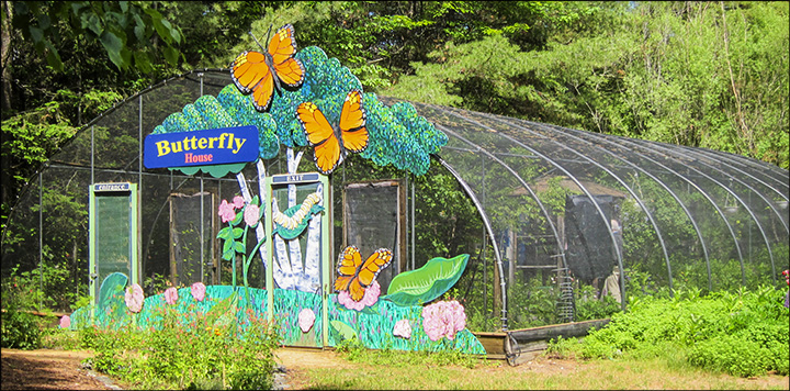 Paul Smiths VIC Native-species Butterfly House